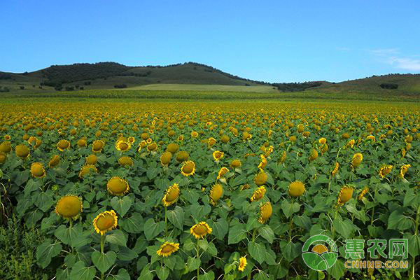 全國(guó)葵花價(jià)格最新行情深度解析